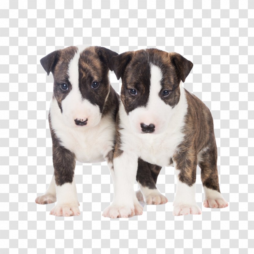 Miniature Bull Terrier And Old English Cairn - Brindle - Puppy Transparent PNG
