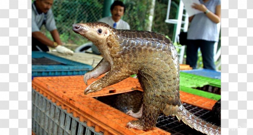 Sunda Pangolin Meat Scale Endangered Species Trade - Poaching Transparent PNG