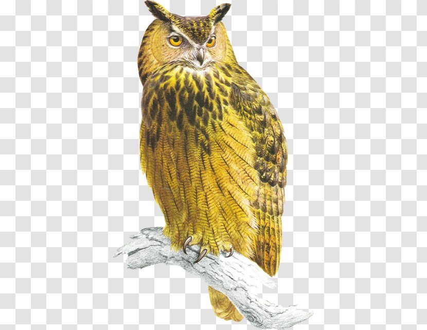 Tawny Owl Bird Of Prey Eurasian Eagle-owl - Falcon - Yellow Transparent PNG