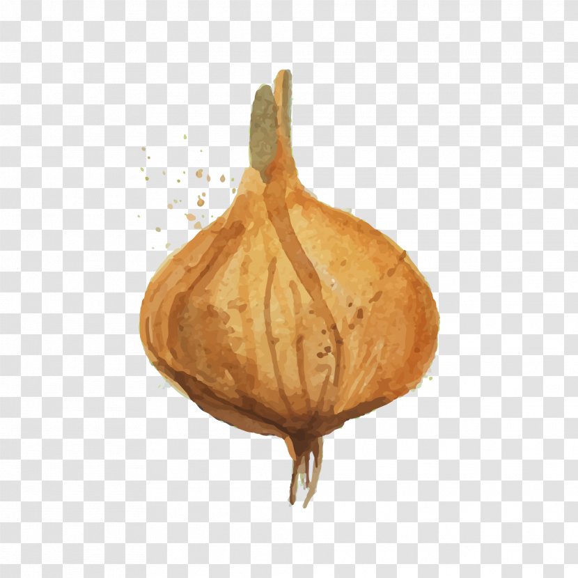Vegetable Watercolor Painting Onion Drawing Transparent PNG