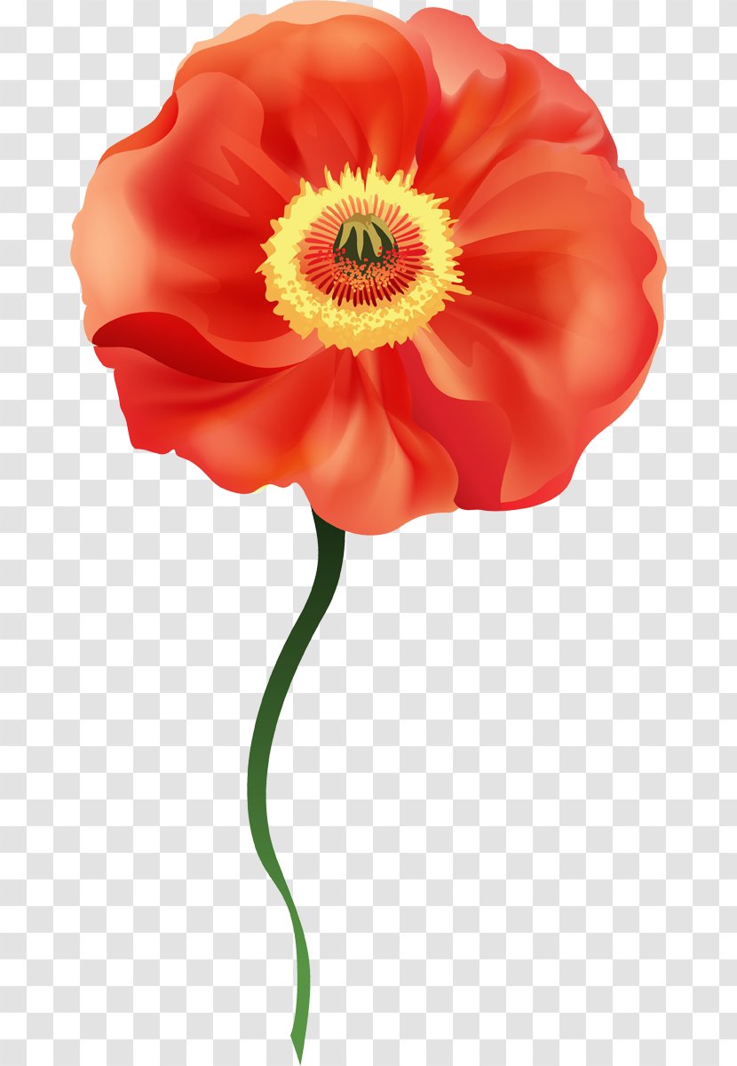 Flower Common Poppy Clip Art - Coquelicot Transparent PNG