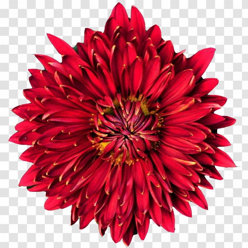 Puddini At The Deli Chrysanthemum Illustration - Daisy Family - Round Hammer Picture Material Transparent PNG