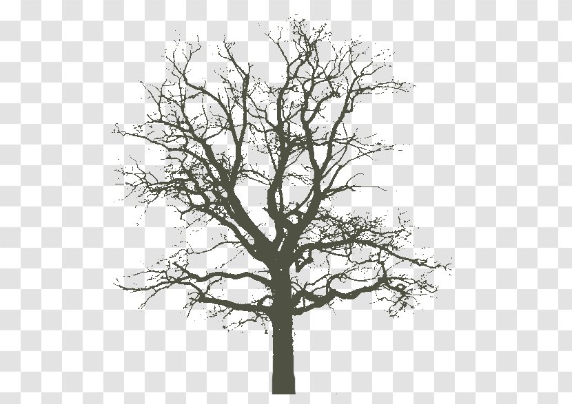 [An Oak Tree In Winter] 1840s Photography - Scientist Transparent PNG