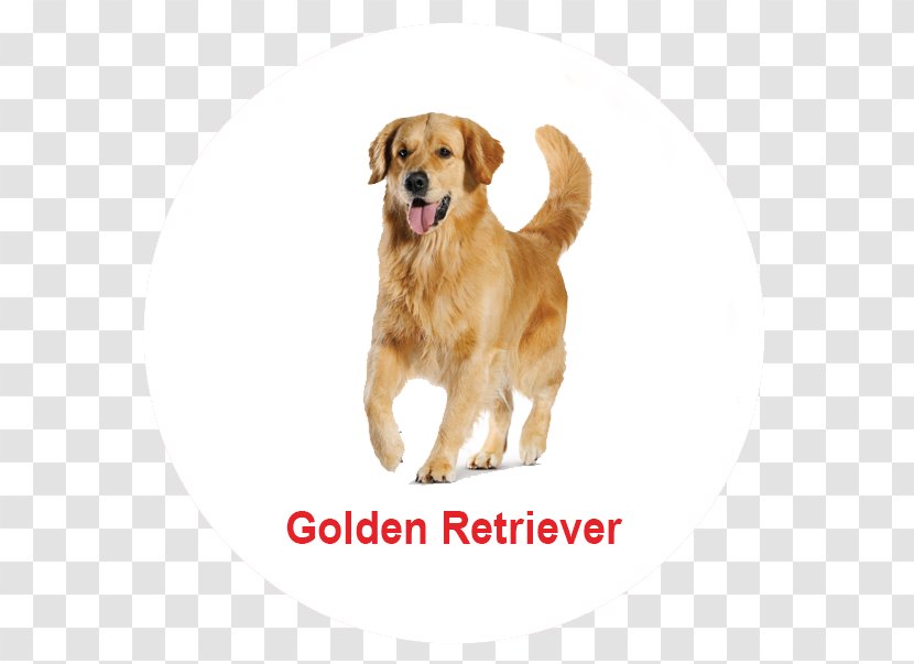 Golden Retriever Poodle Nova Scotia Duck Tolling Maine Coon Puppy Transparent PNG