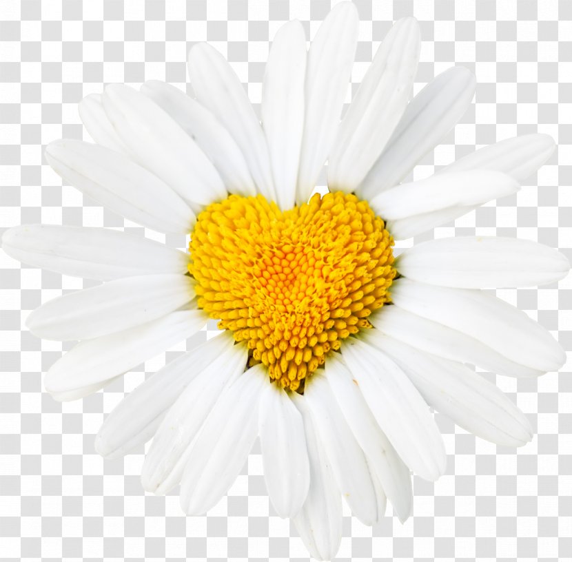 Common Daisy Oxeye Heart Flower Desktop Wallpaper Transparent PNG