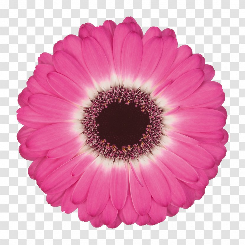 Common Daisy Flower Color Gerbera Jamesonii Floristry - Fuchsia Transparent PNG