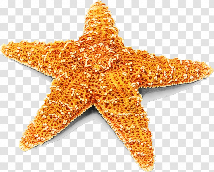 Starfish Transparent PNG