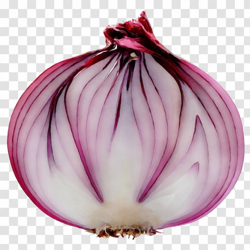 Shallots Vegetable Yellow Onion Red Vinaigrette - Magenta Transparent PNG