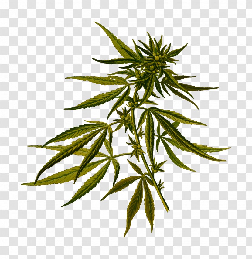 Cannabis Sativa Ruderalis Hemp Medical Transparent PNG
