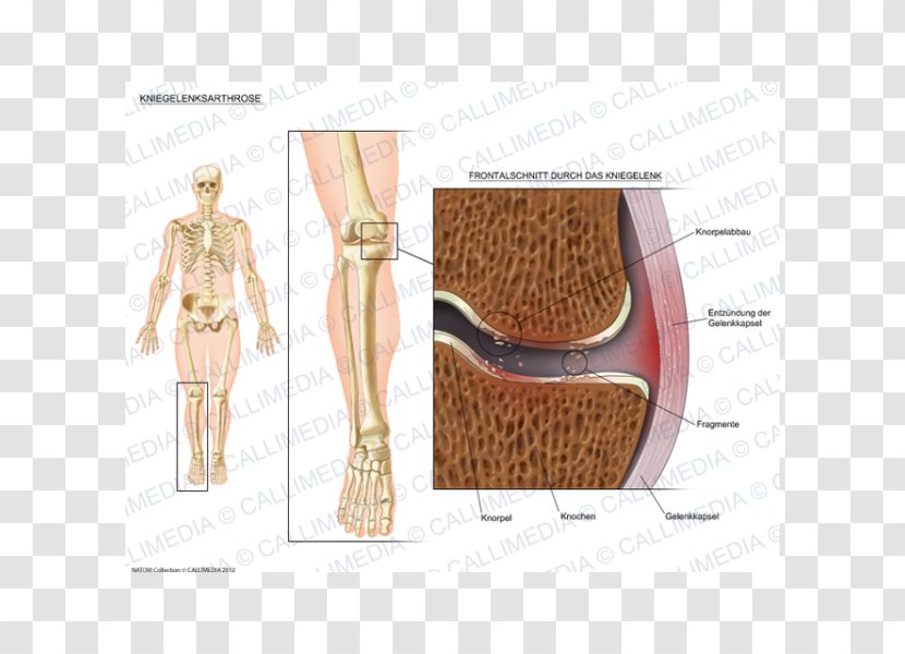 Shoulder Anatomy - Knee - Design Transparent PNG