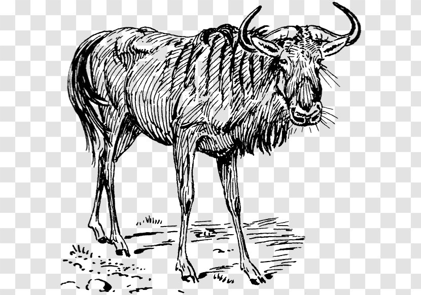 Wildebeest Clip Art - Cow Goat Family - Drawings Transparent PNG