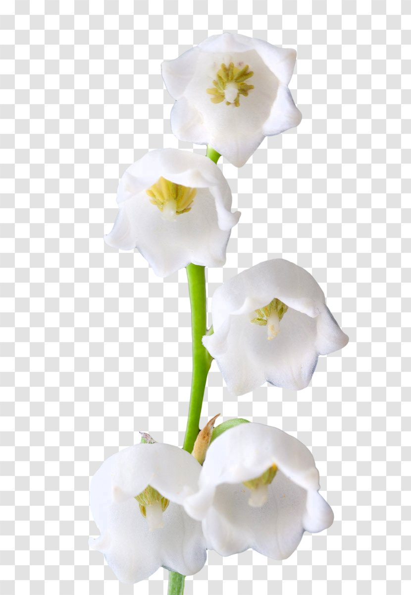 Lily Of The Valley Lilium Candidum Flower Clip Art - Plant Stem Transparent PNG