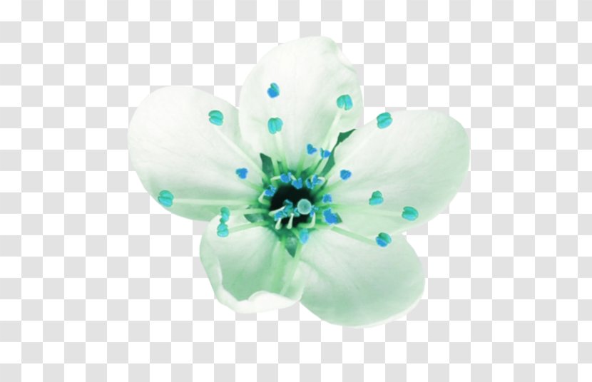 Flower Petal Blume - Turquoise Transparent PNG