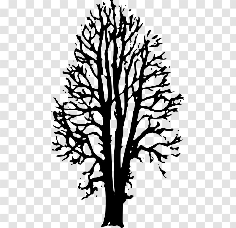 Twig The Country Beyond Forests Ophelia: Afterworld Book One Drawing Clip Art - Beech Tree Transparent PNG