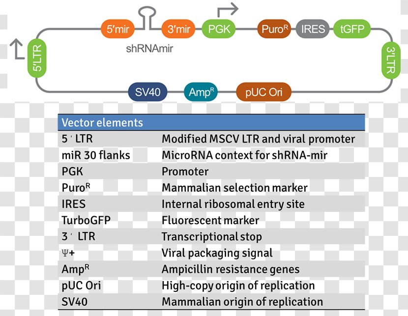 Short Hairpin RNA Viral Vector Mir-30 MicroRNA Precursor - Rna Transparent PNG