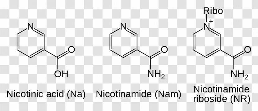 Nicotinamide Adenine Dinucleotide Riboside Coenzyme - Organization - Nền Transparent PNG