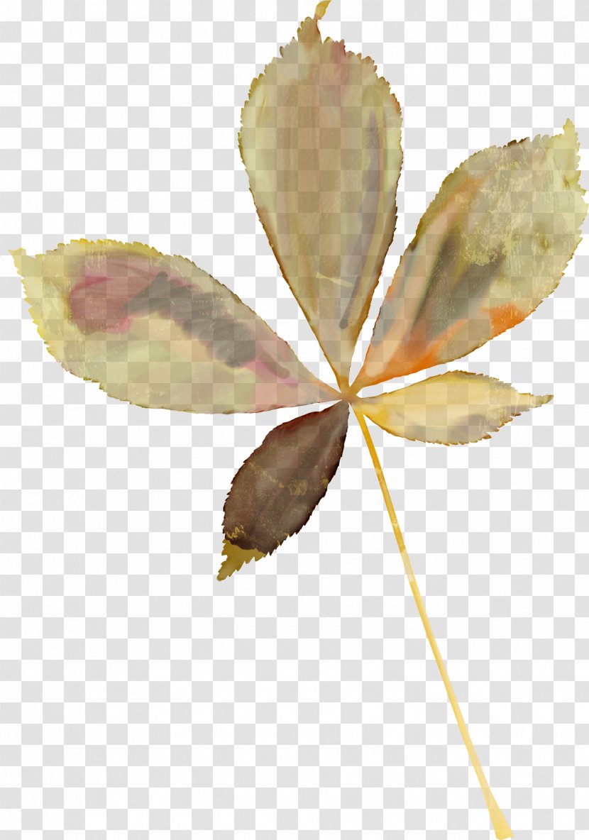 Maple Leaf Autumn Leaves Oak Plant Stem - Watercolor Branch Transparent PNG