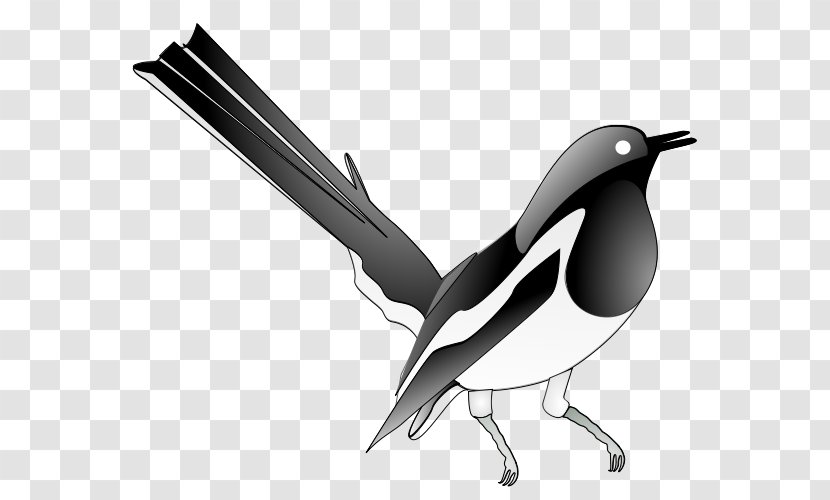 Oriental Magpie-robin Bird Clip Art - Beak Transparent PNG