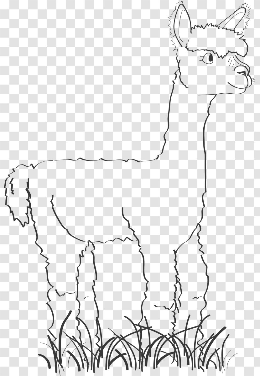 Alpaca Llama Drawing Line Art - Monochrome Transparent PNG