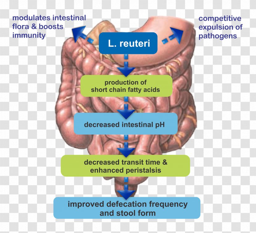 Organism Muscle Large Intestine - Joint Transparent PNG