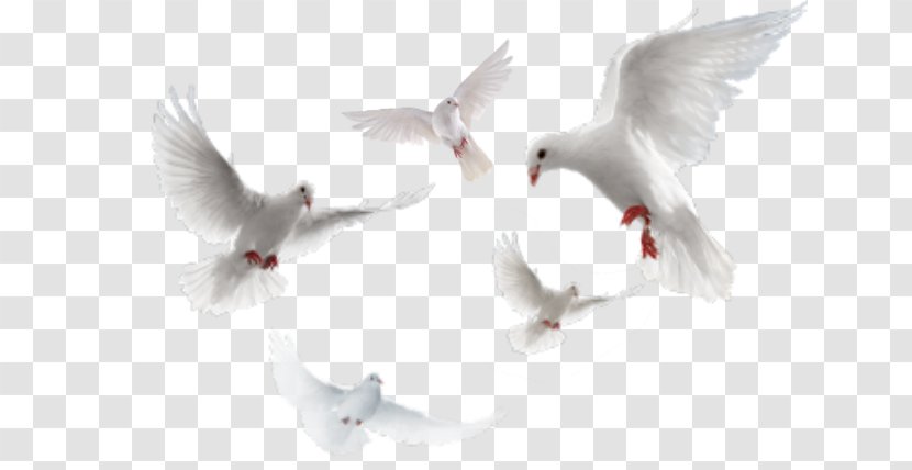 Columbidae Rock Dove - Wing - Sticker Transparent PNG
