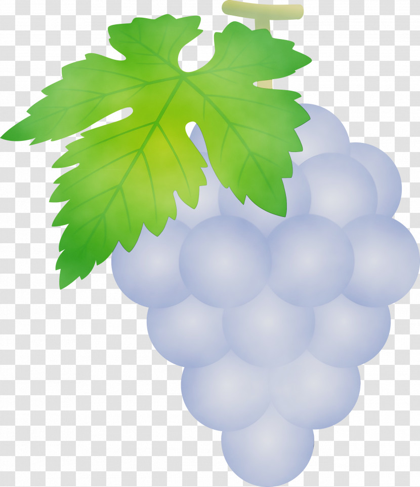 Grape Green Seedless Fruit Grapevine Family Grape Leaves Transparent PNG