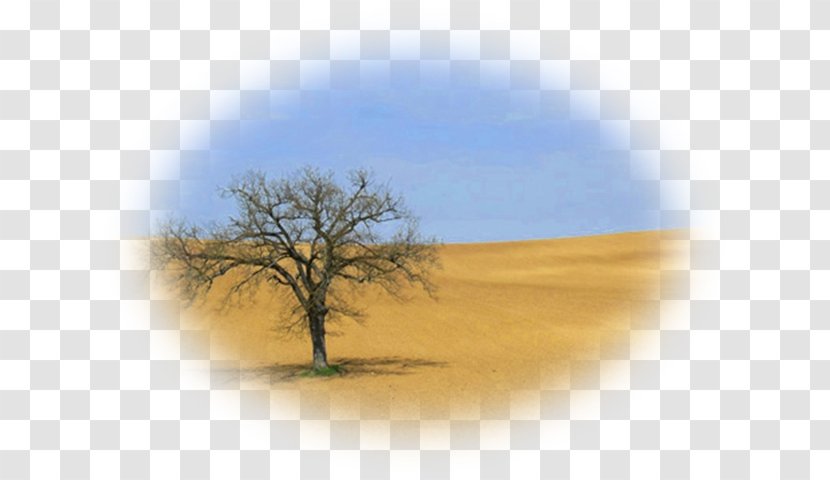 Savanna Desktop Wallpaper Ecoregion Stock Photography - Plain - Pas De Deux Transparent PNG