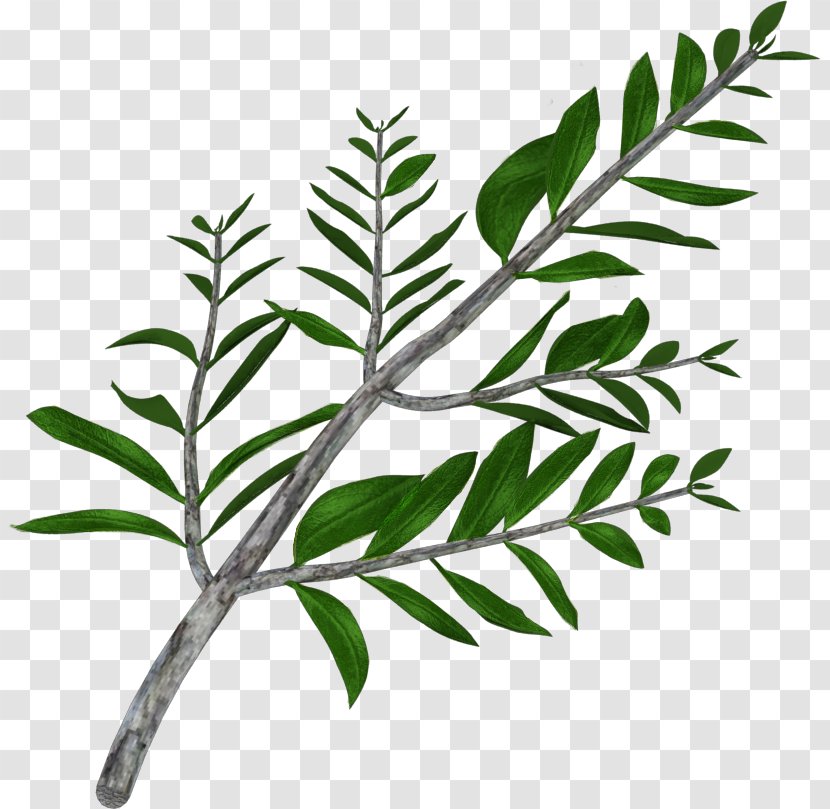 Olive Branch Iran Leaf - Tree Transparent PNG