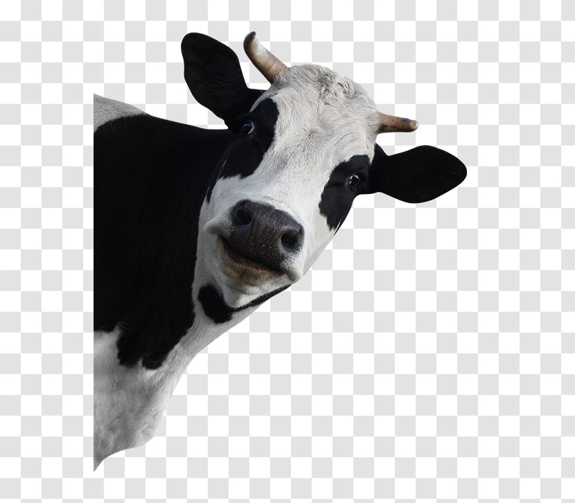 Holstein Friesian Cattle Stock Photography Dairy Grazing - Royaltyfree - Funny Animals Transparent PNG