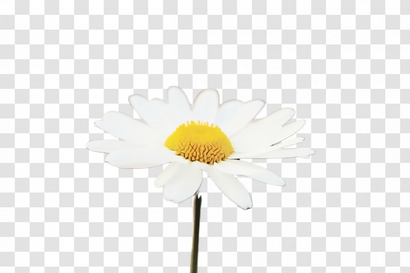 Daisy - Wet Ink - Flowering Plant Transparent PNG