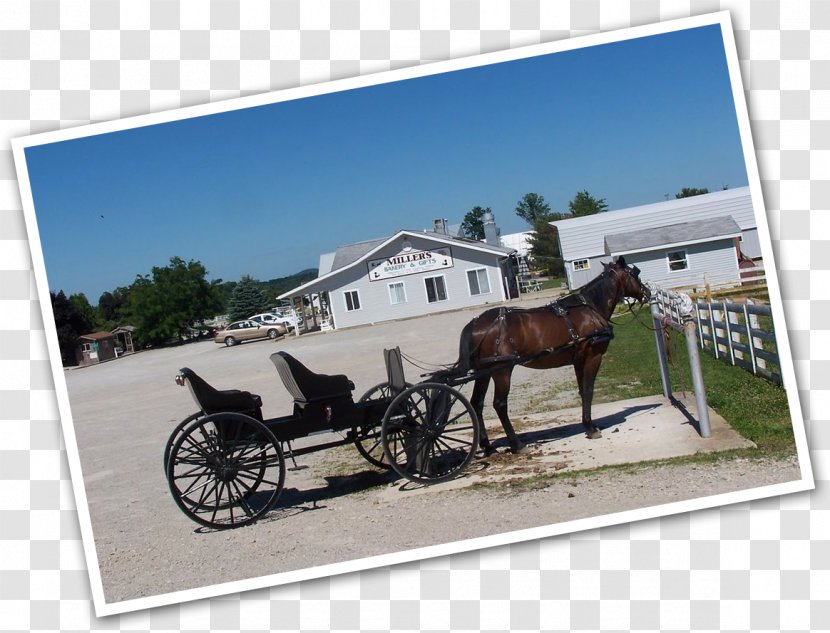 Horse And Buggy Mare Harnesses Stallion - Local Attractions Transparent PNG