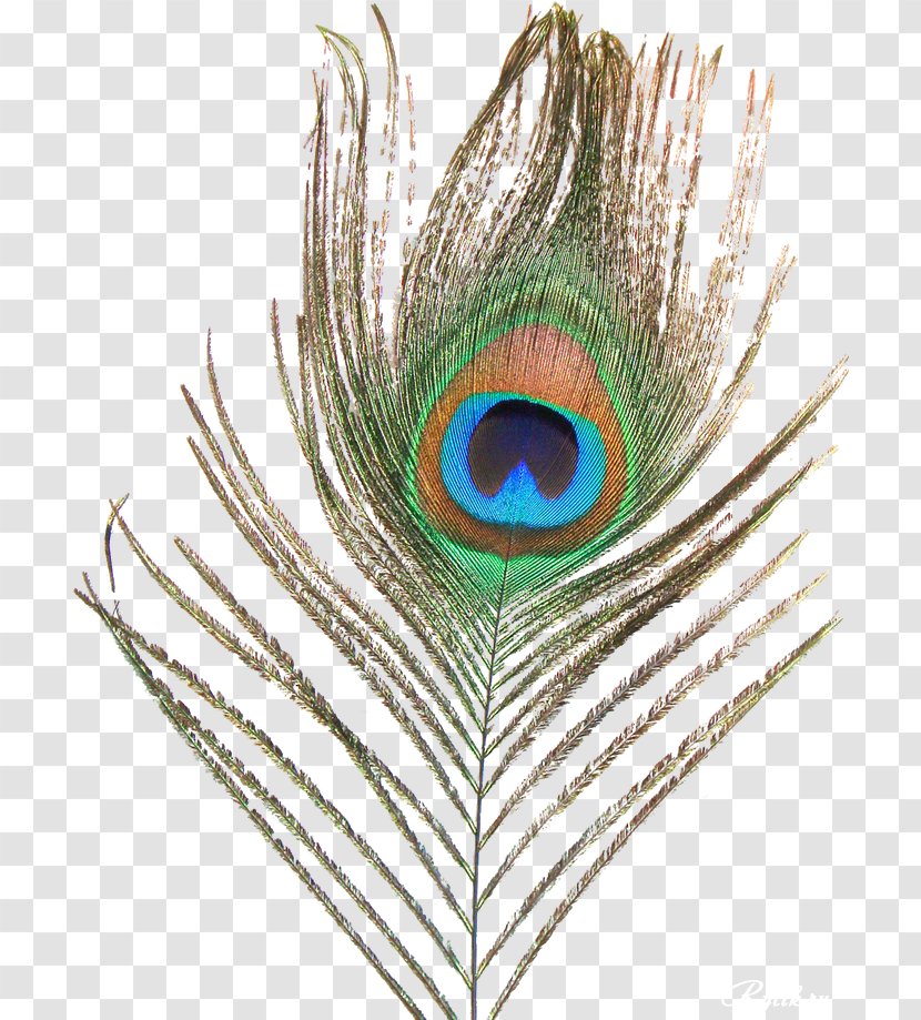 Asiatic Peafowl Feather Clip Art - Tree - Watercolor Transparent PNG