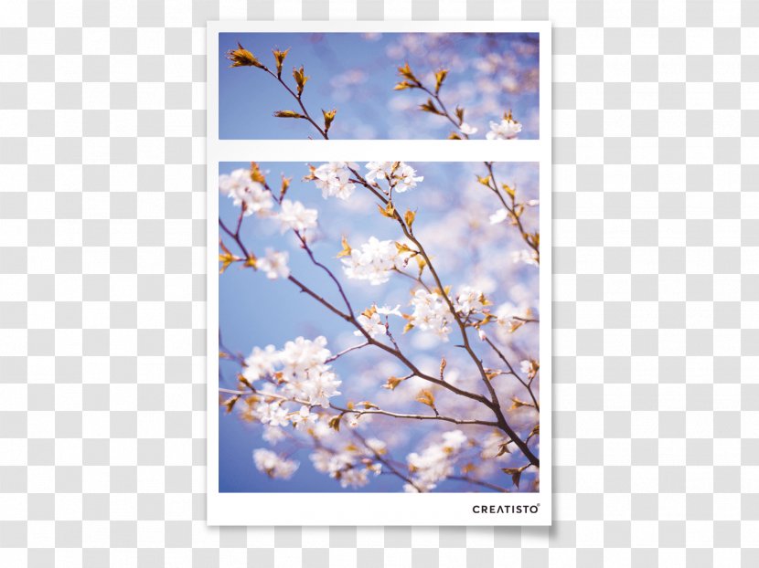 Cherry Blossom Flora Blossoms Apple - Lacquer Transparent PNG