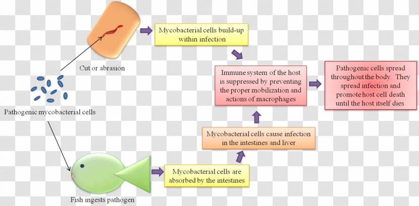Mycobacterium Marinum Kansasii Tuberculosis Pathogenesis - Material - Diagram Transparent PNG
