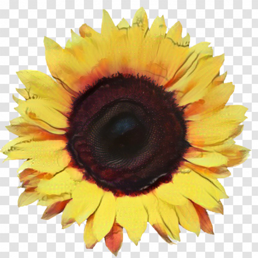 Common Sunflower Image Illustration Stock Photography - Seed Transparent PNG