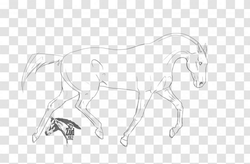 Mane Akhal-Teke Howrse Line Art Sketch - Foal - Organism Transparent PNG