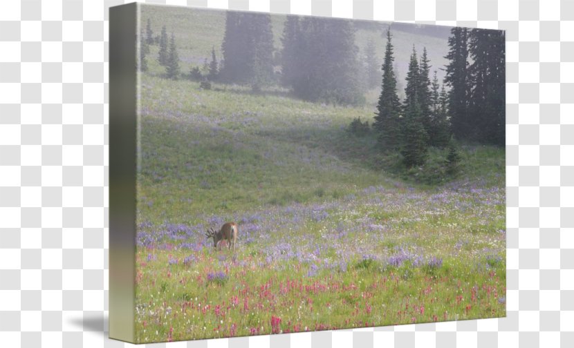 Wildlife Flora Fauna Ecosystem Meadow - Flower - Deer Watercolor Transparent PNG