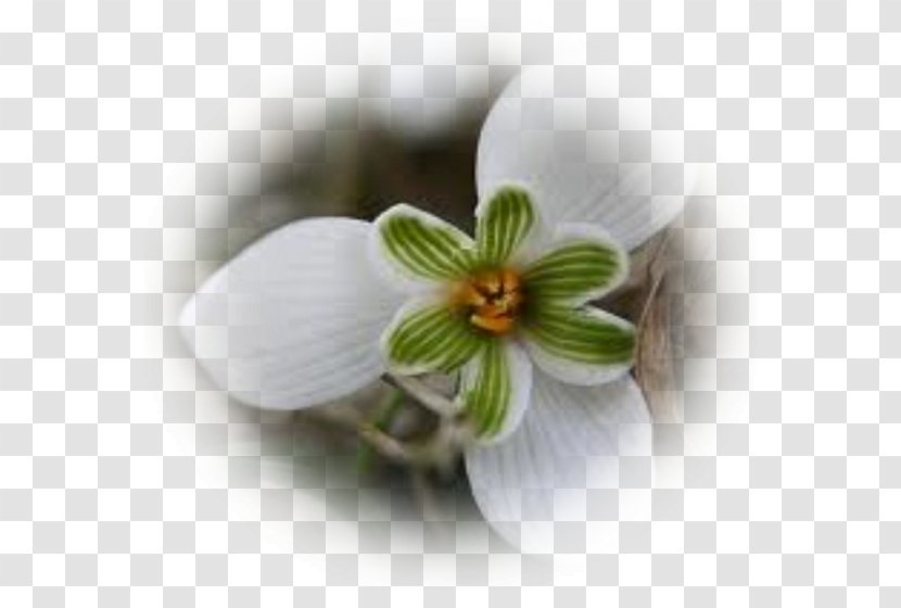 Galanthus Nivalis Flower Perce-neige Snow Petal - Bulb - Crocus Transparent PNG