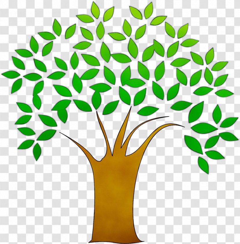 Tree Of Life - Royal Poinciana - Flower Plant Stem Transparent PNG
