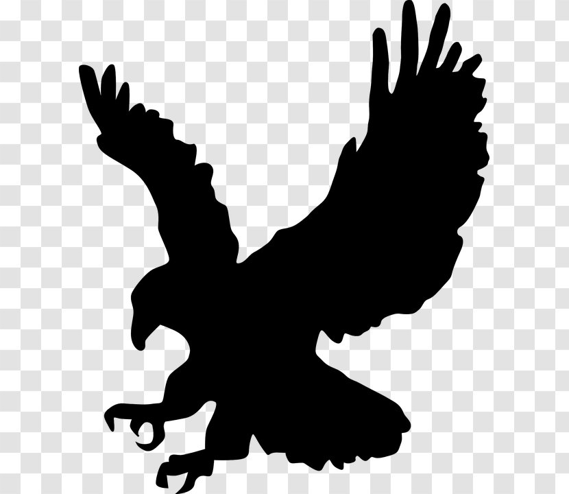 Bald Eagle Silhouette Clip Art - Hawk Transparent PNG