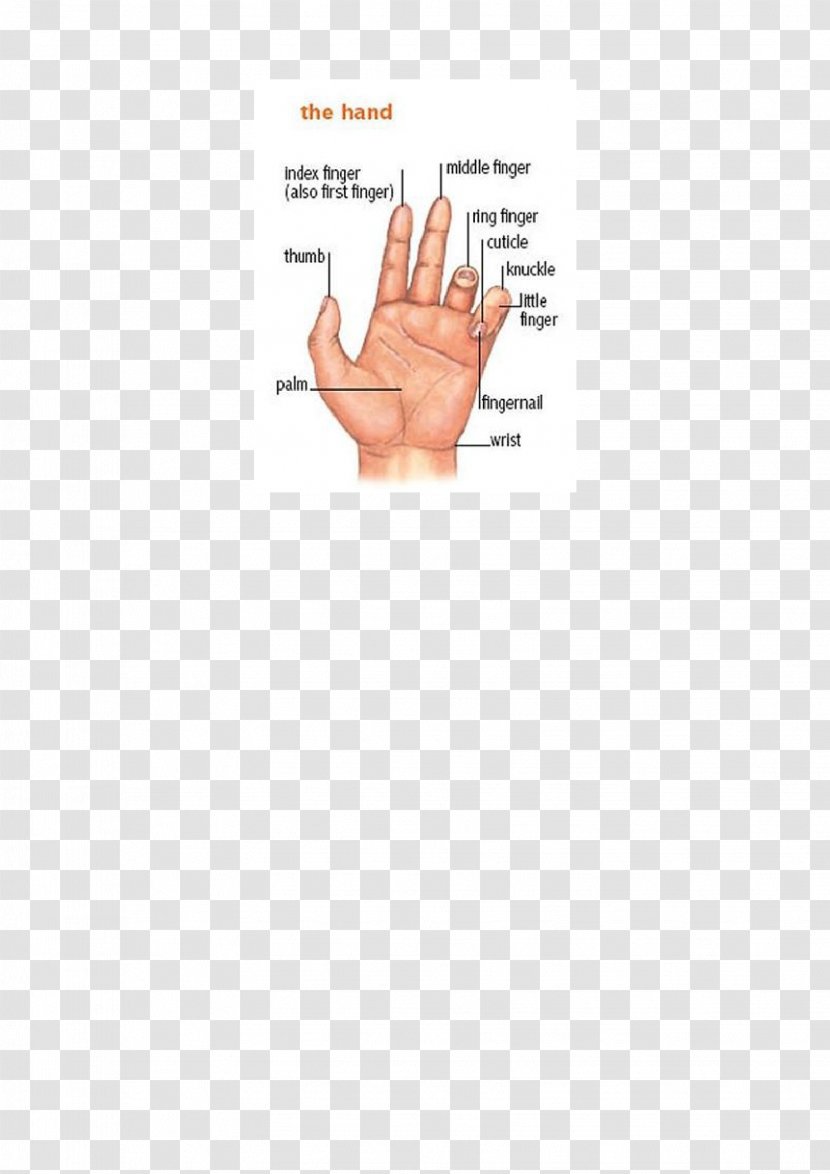Thumb Hand Model Document Line - Index Finger Transparent PNG