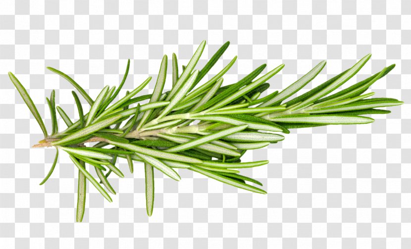 Rosemary Herb Leaf Spice Food - Thyme - Vegetable Dish Transparent PNG