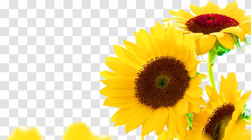 Common Sunflower Seed Oil Transparent PNG