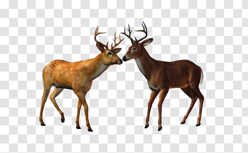 Red Deer Elk Ceylon Clip Art - Forest - Deers Transparent PNG