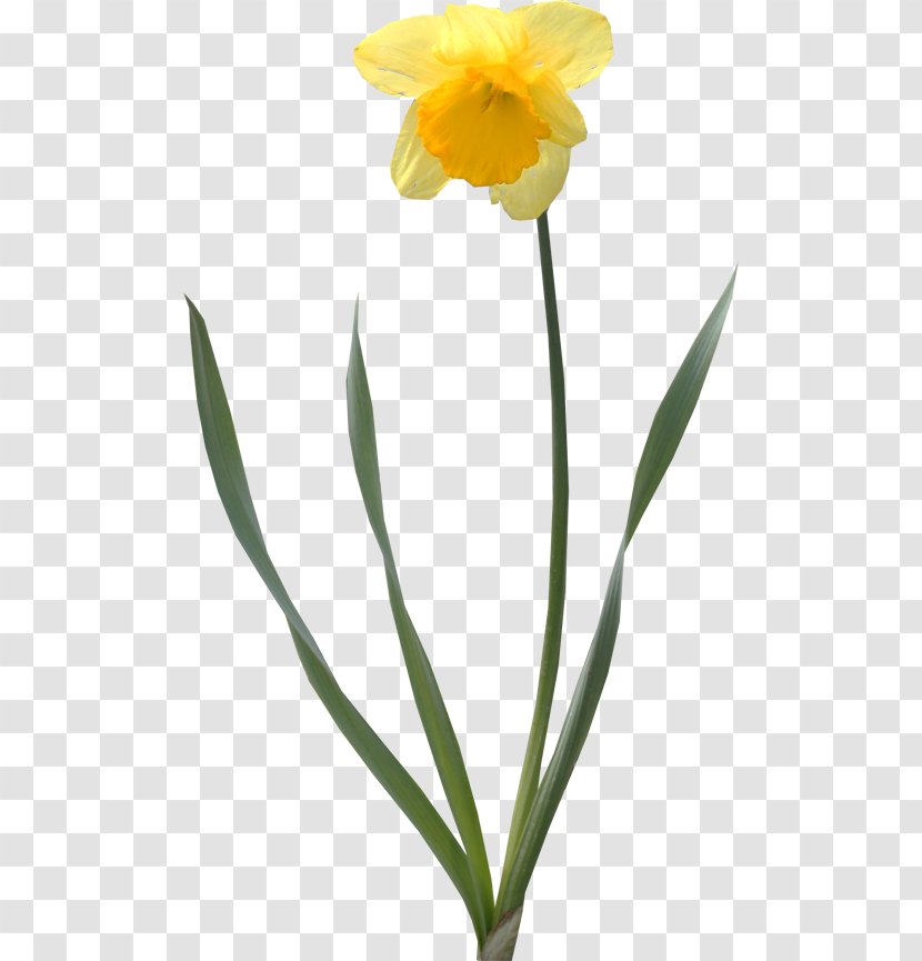 Daffodil Tulip Cut Flowers Clip Art - Amaryllis Family Transparent PNG