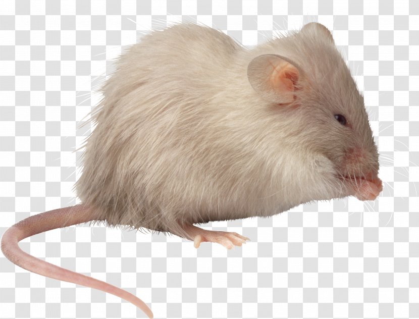 Computer Mouse Rat - Mammal - Mouse, Image Transparent PNG