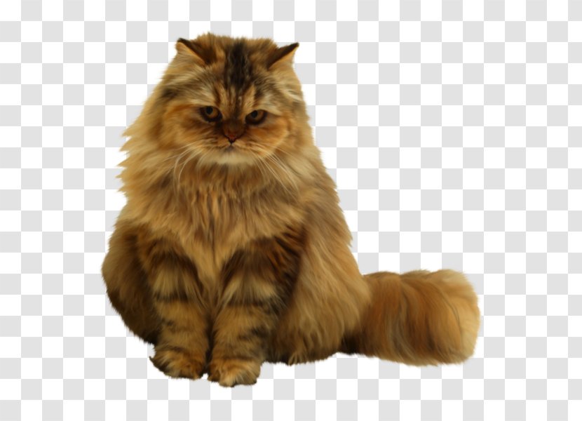 Pet Sitting Persian Cat Dog Kitten Transparent PNG