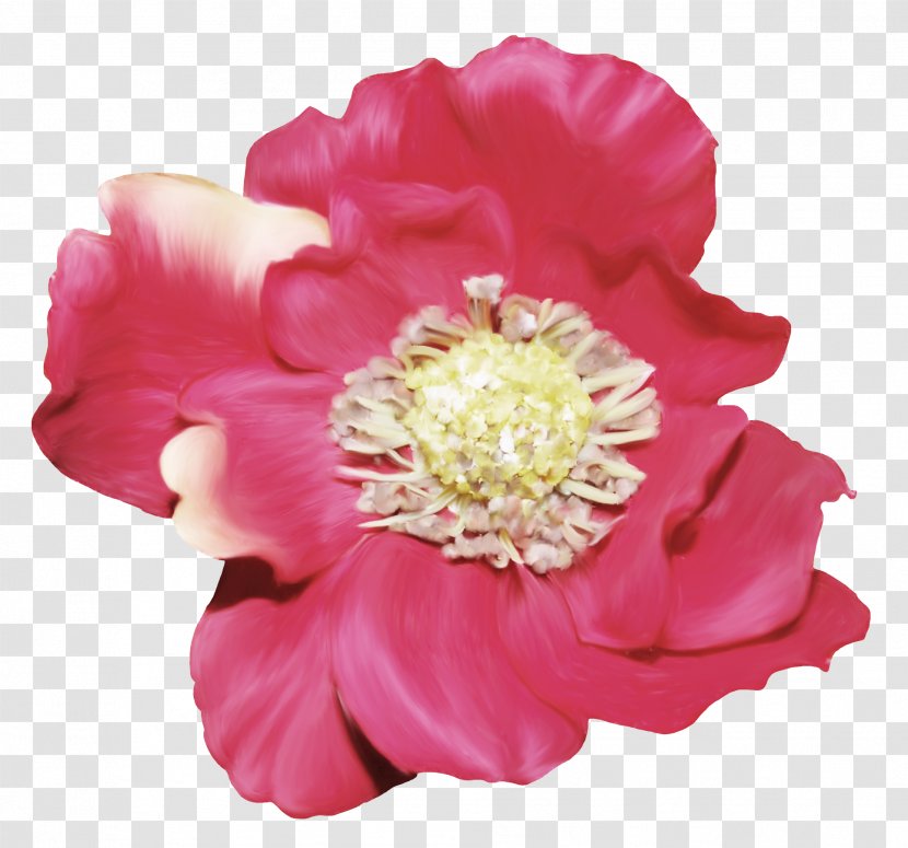 Cut Flowers Rosaceae Peony Petal - Flower Transparent PNG