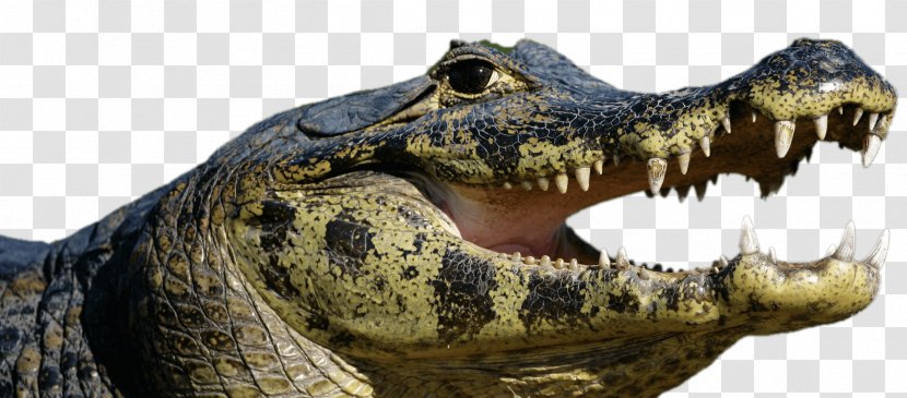 American Alligator Ocelot Amazon Rainforest Spectacled Caiman Nile Crocodile - Genus - Open Mouth Transparent PNG