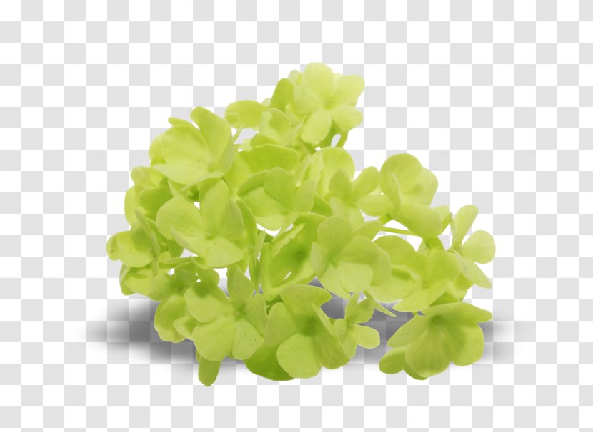 Leaf Vegetable Lilac Transparent PNG
